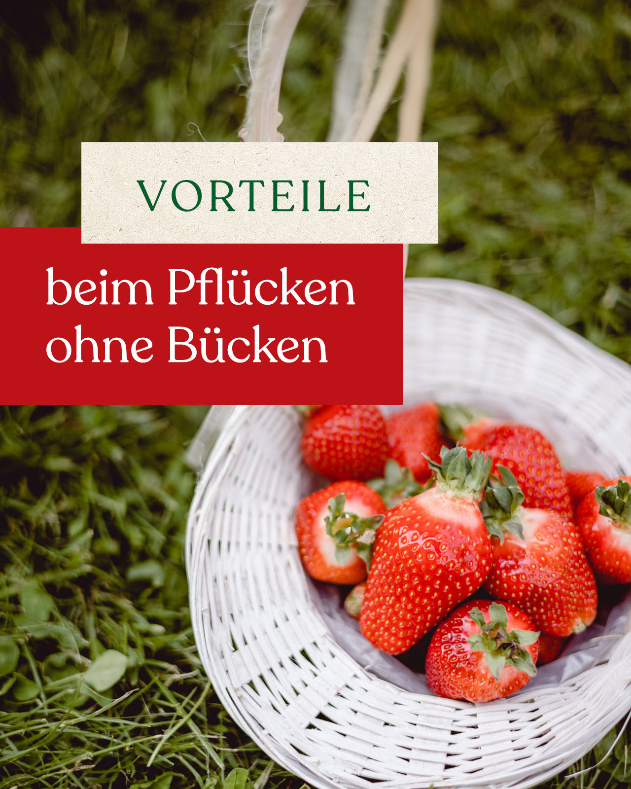 Unsere Top 4 Vorteile vom Pflücken ohne Bücken Lehners Beeren