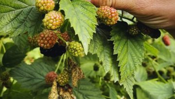 Himbeeren und Bromberen selberpflücken