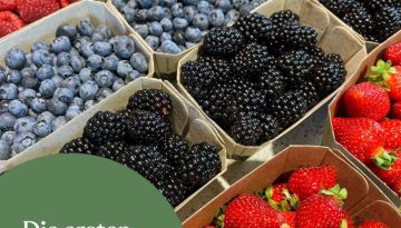 Lehner Brombeeren