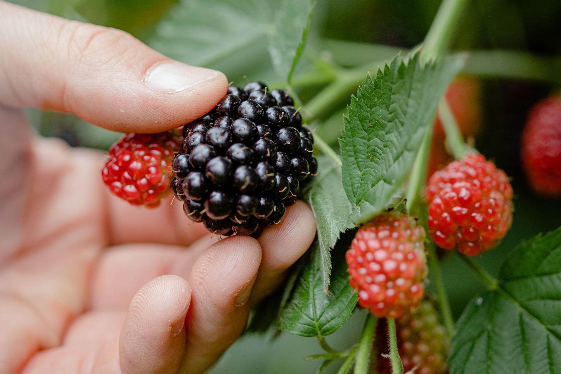 Lehner Brombeeren
