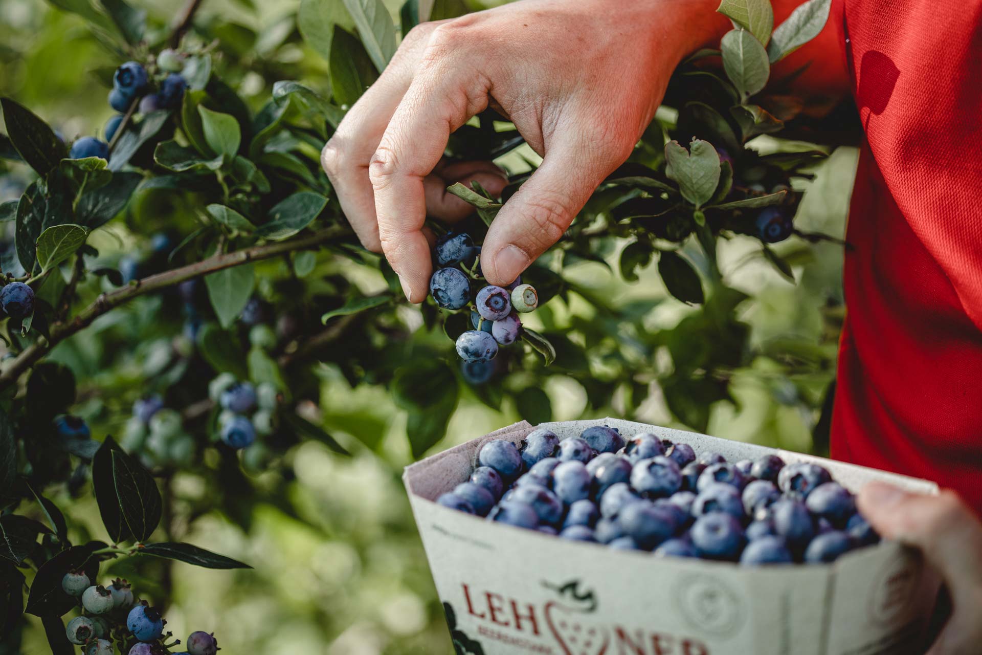 Lehner Heidelbeeren Lehner Heidelbeeren