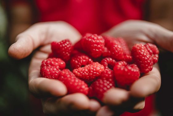 Lehner Himbeeren