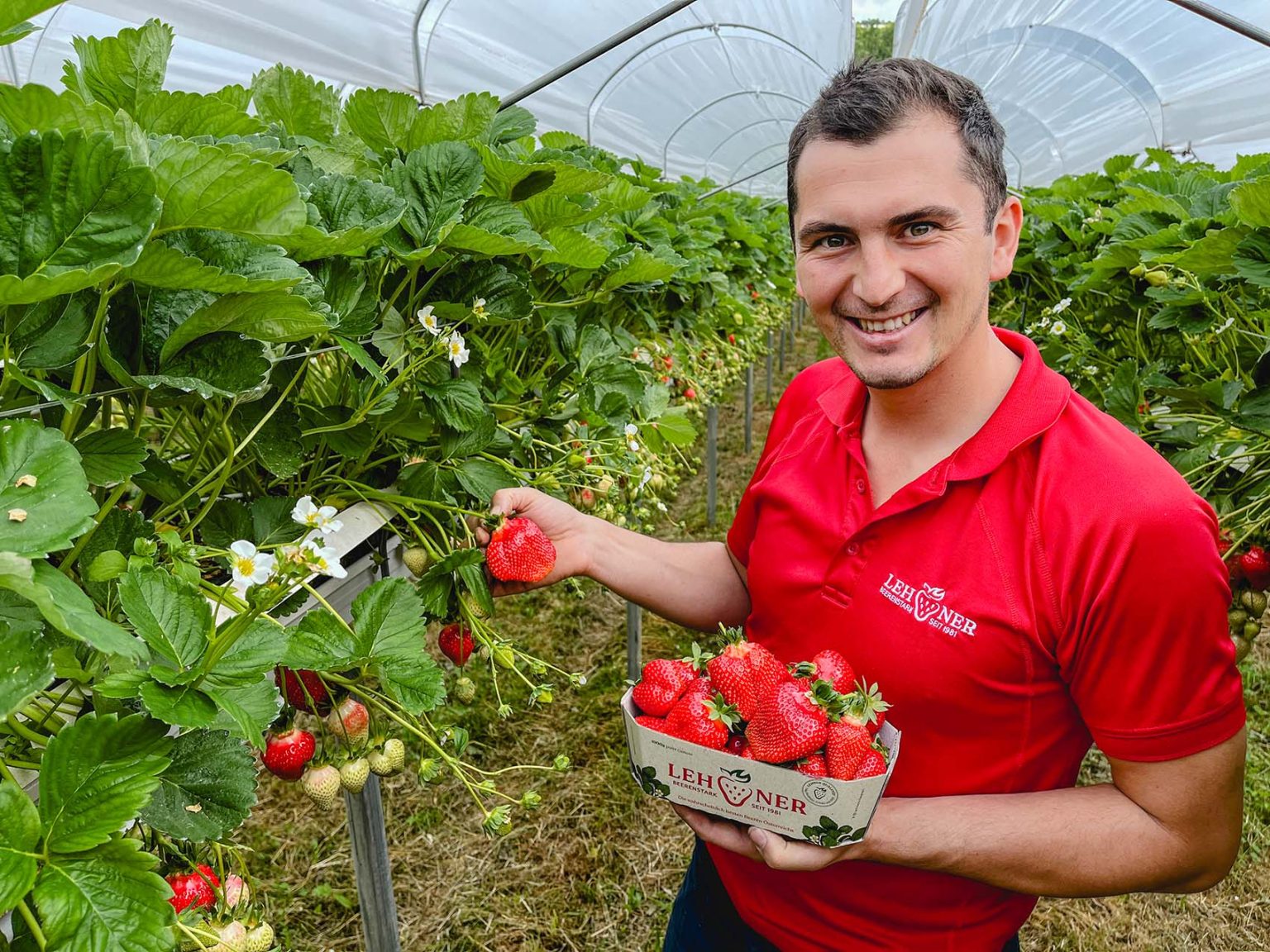 Erdbeerhof Lierzer: Erdbeeren Zum Selberpflücken Erdbeeren 2025 – HWQC