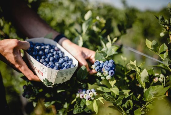 Lehner Beeren