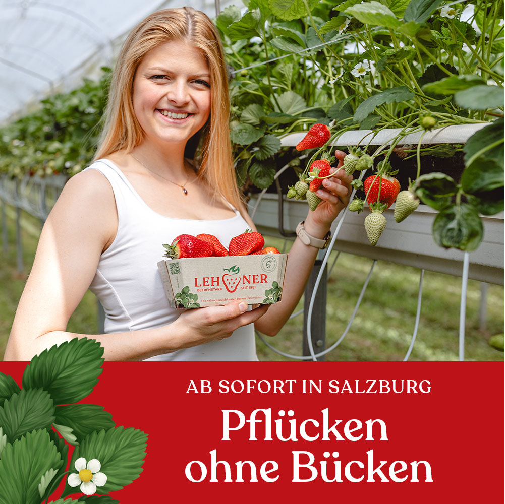Ab jetzt Pflücken ohne Bücken Salzburg Lehners Beeren