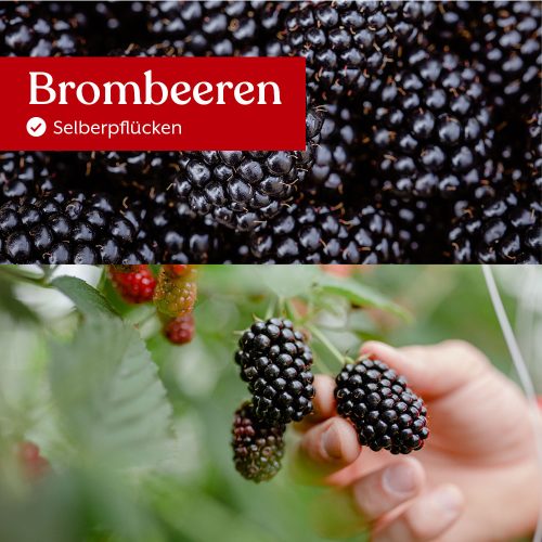 brombeslberpfl1 Kopieweb