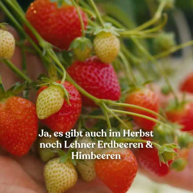 erdbeerenherbst