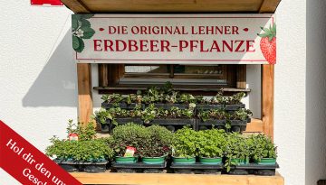 lehner-erdbeerpflanze