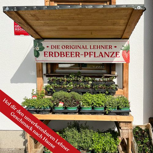 lehner-erdbeerpflanze