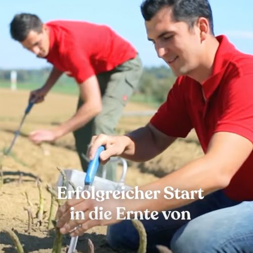 lehner-gruenspargel-saison