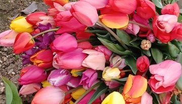 tulpenaussalzburg
